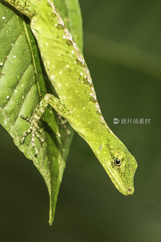 宝石阿诺尔 - 阿诺利斯宝石